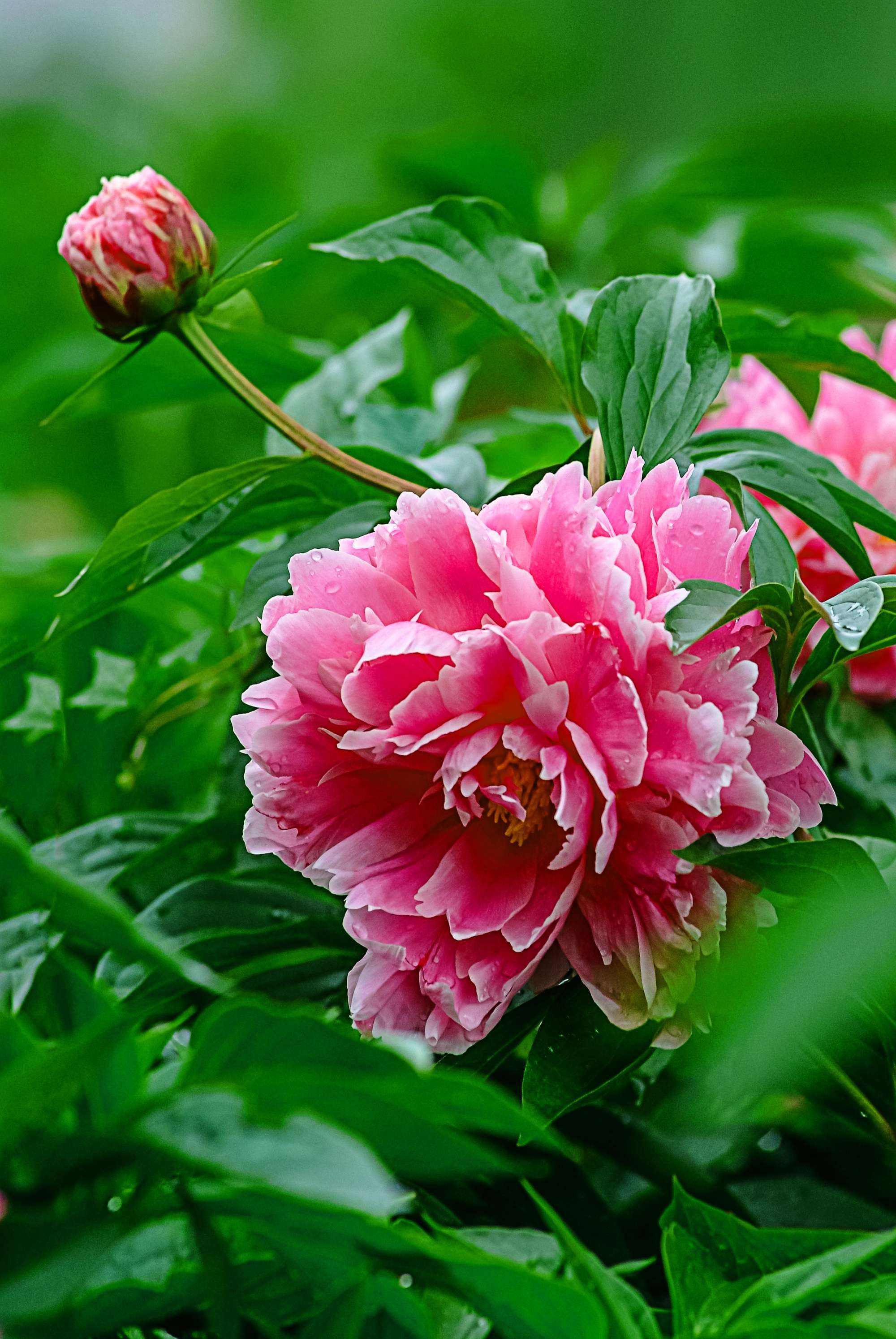 芍药价格芍药