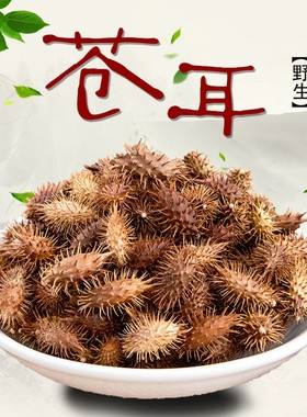 炒苍耳子,炒苍耳子的功效与作用的功能与主治