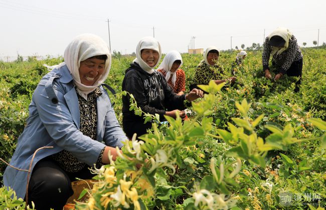 中国三大金银花基地2023年3月18日金银花价格中国三大金银花基地