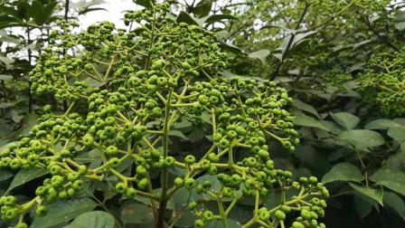 吴茱萸的功效与作用吴茱萸的功效与作用与主治