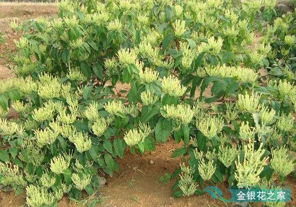 金银花品种哪个好,金银花品种哪个好卖价高些