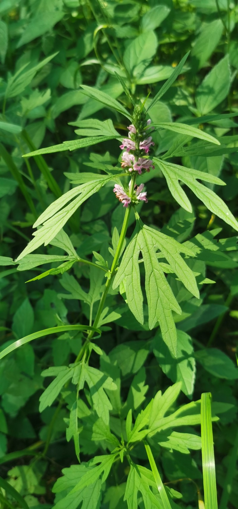 益母草,益母草颗粒是来月经喝还是平时喝