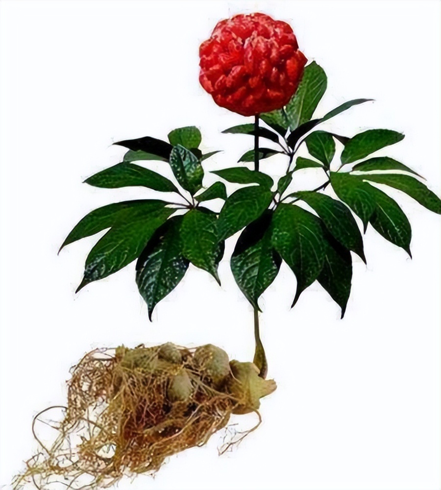 三七养生网 凤仪阁,三七养生