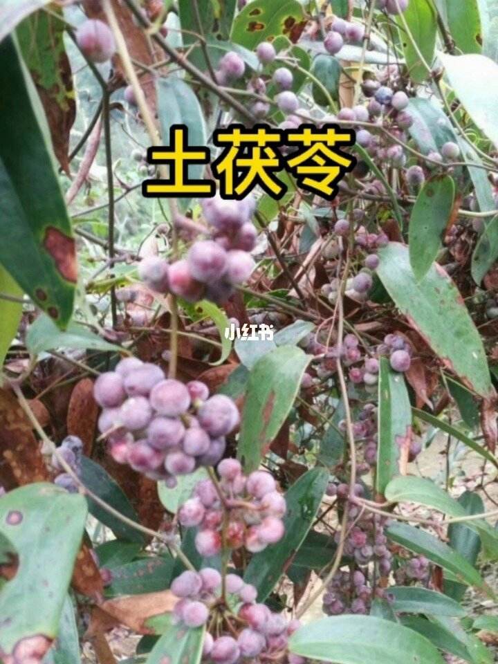 茯苓和土茯苓的区别,茯苓和土茯苓的区别的功效与作用