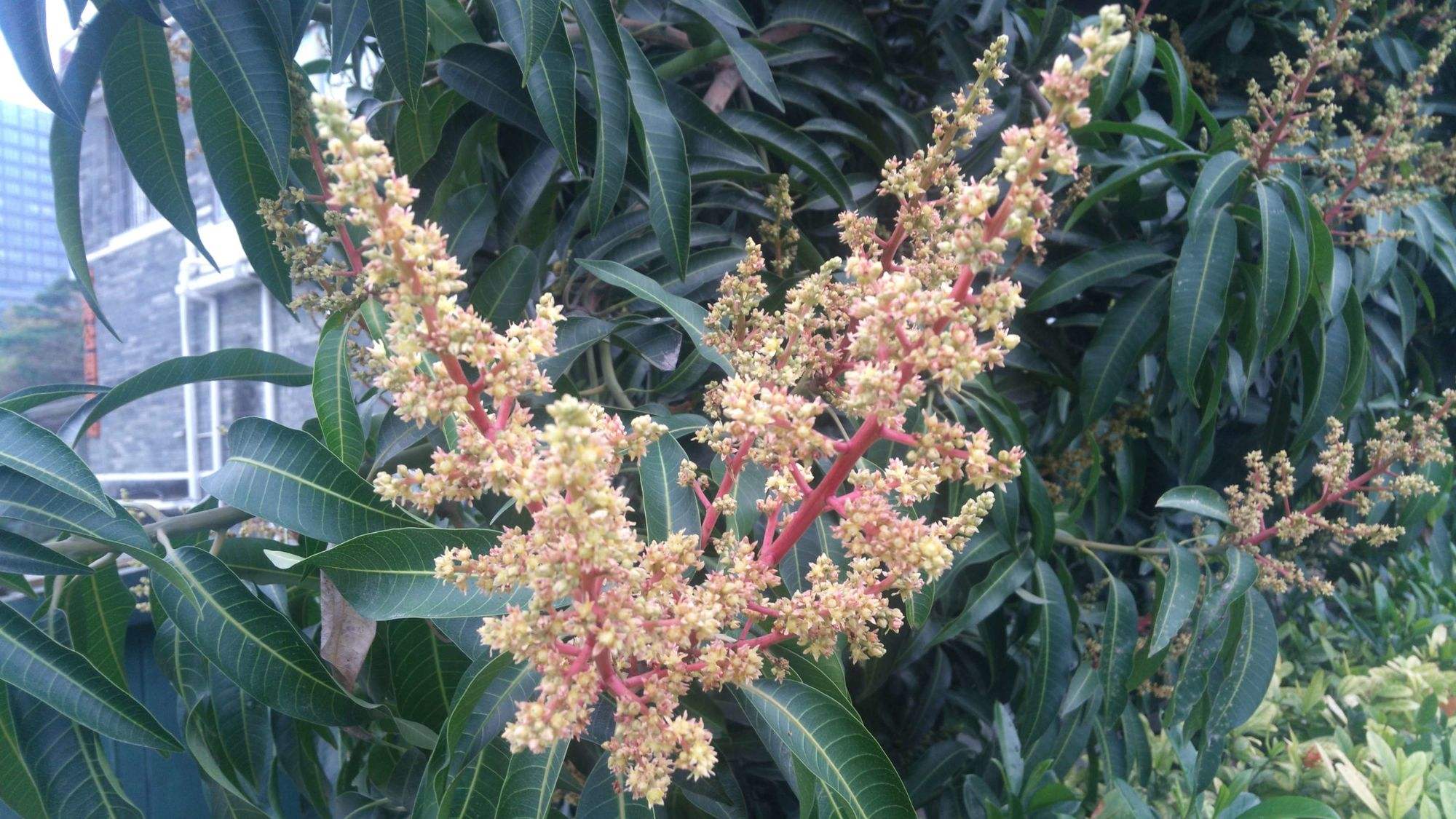 芒种花,芒种花神节