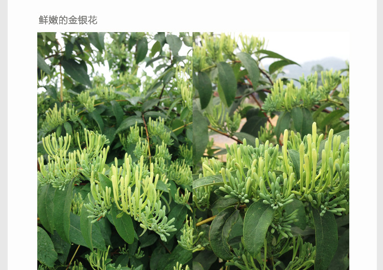 金银花的产地分布,金银花的产地在什么地方