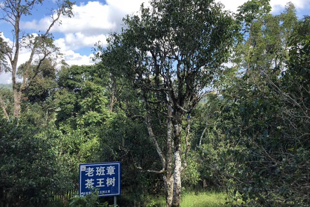 古树茶的特点和功效是什么古树茶