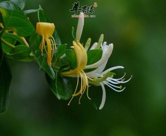 金银花的主要功效金银花的主要功效与作用