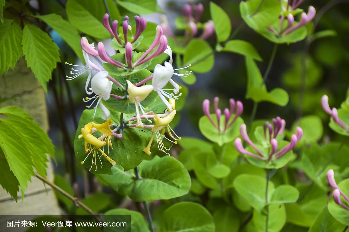 金银花的花朵为了什么会变色提高传粉效率散热吓退天敌,金银花的花朵为什么会变色传播花粉吗