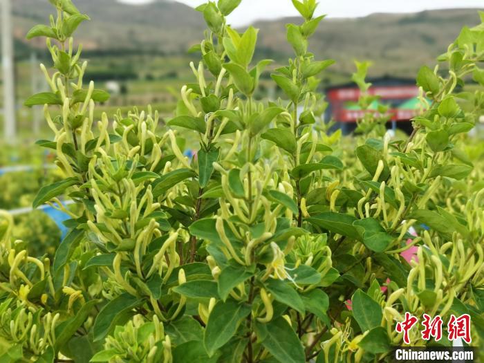 金银花种植,金银花种植条件