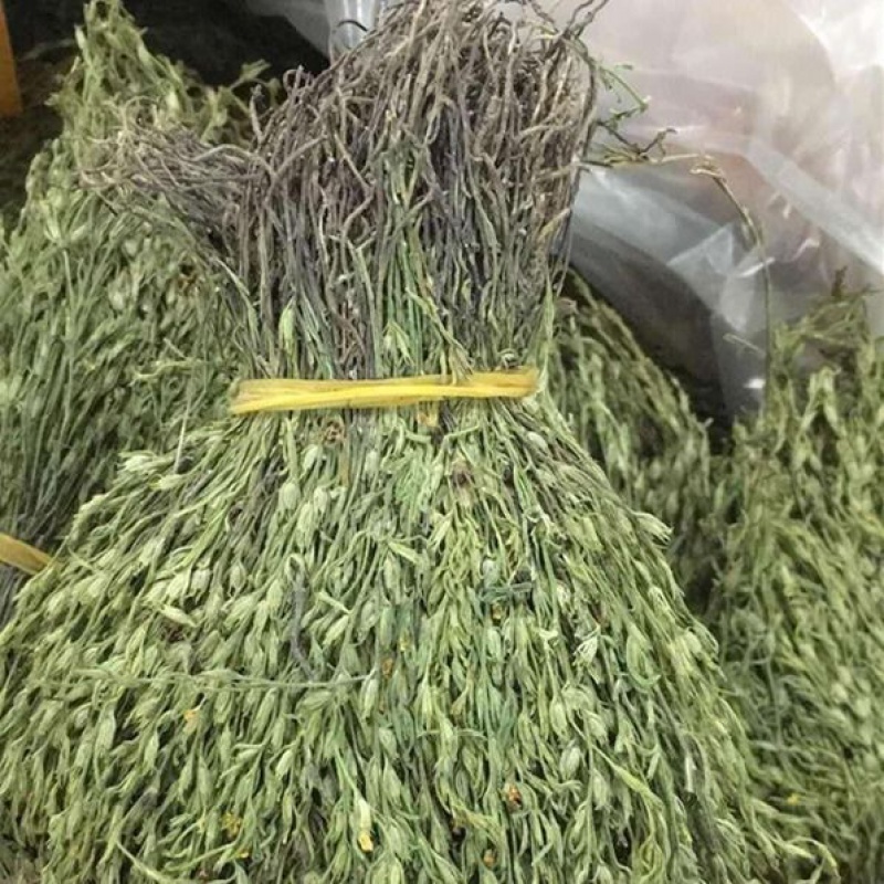 疳积草疳积草的功效与作用及禁忌
