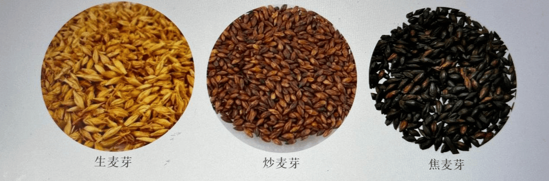 生麦芽的作用生麦芽的作用与功效和副作用