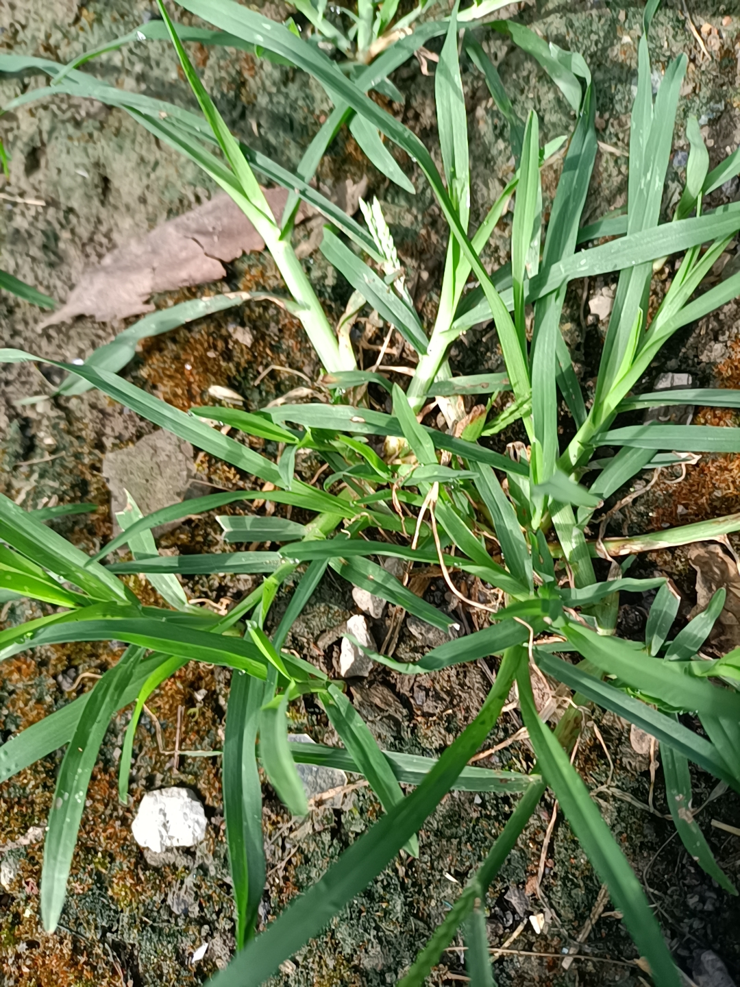 牛筋草煮水喝的9大奇效,牛筋草