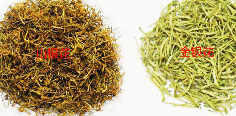 金银花的功效是什么呢,金银花的功效是什么