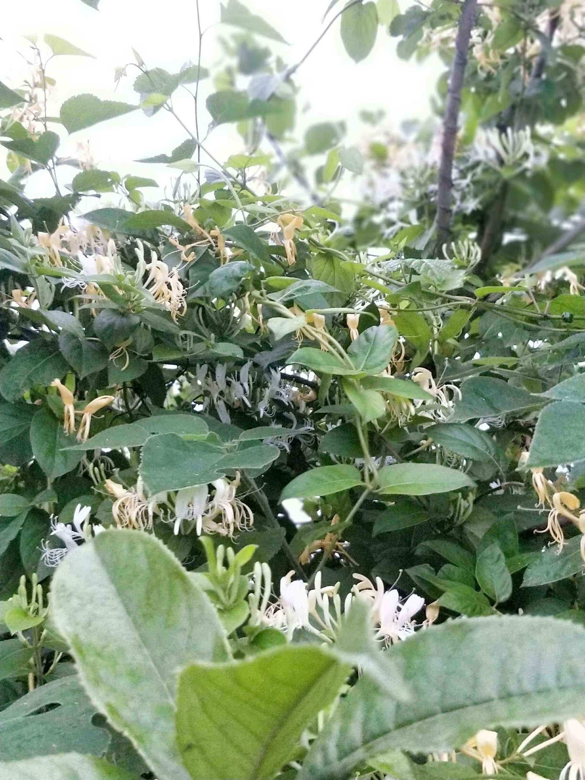 金银花的花朵为了什么会变色提高传粉效率散热吓退天敌,金银花的花朵为什么会变色提高传粉效率散热吓退天敌