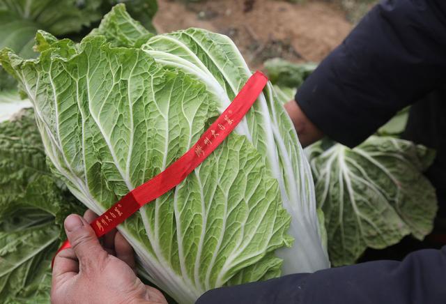 甲醛白菜引起了市民的关注甲醛可以保持白菜新鲜不烂吗?