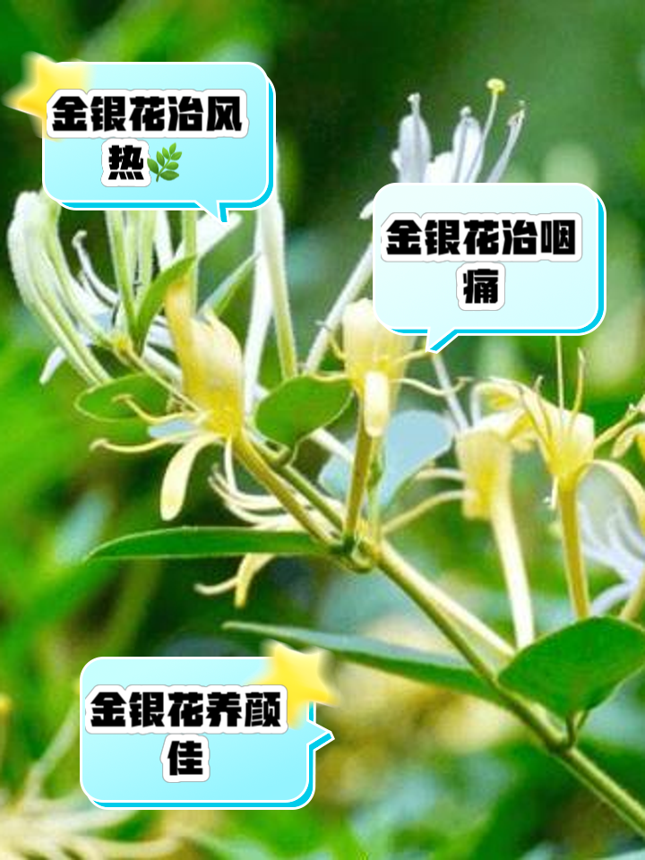 金银花的功效与作用的功能与主治与用量是多少金银花的功效与作用的功能与主治与用量