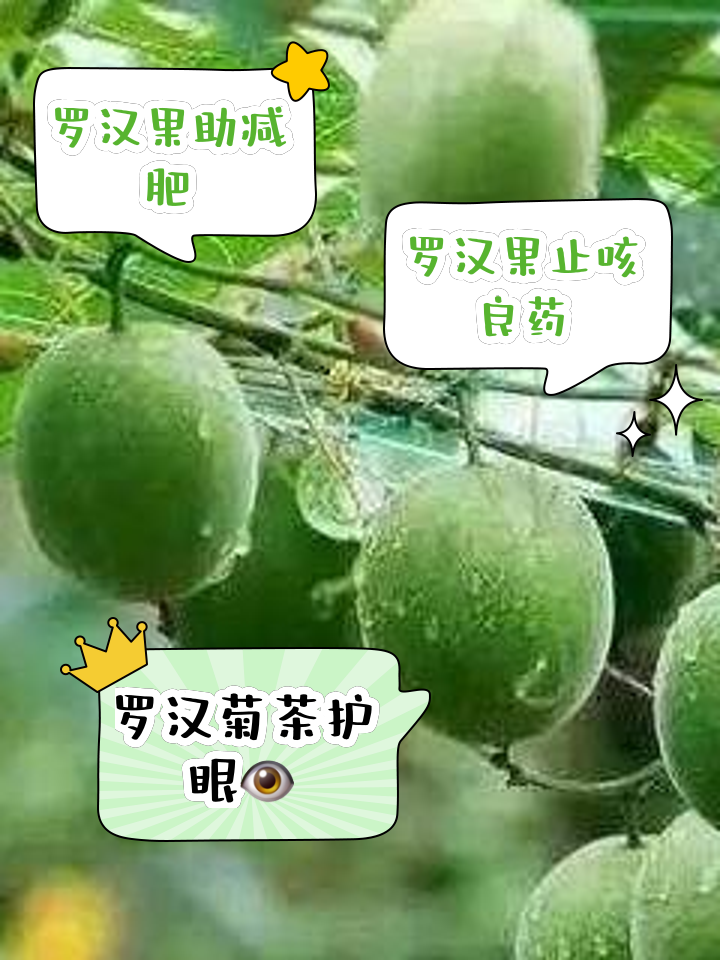 罗汉果陈皮的功效与作用禁忌罗汉果陈皮的功效与作用禁忌
