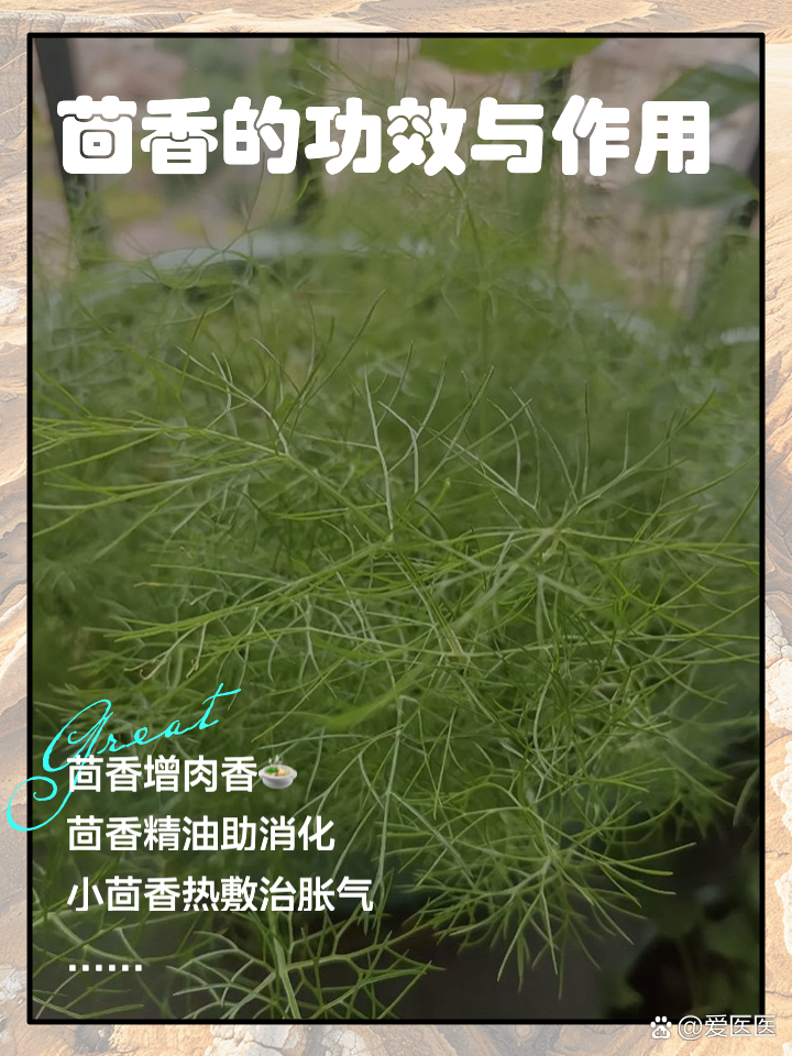 小茴香作用?,小茴香作用