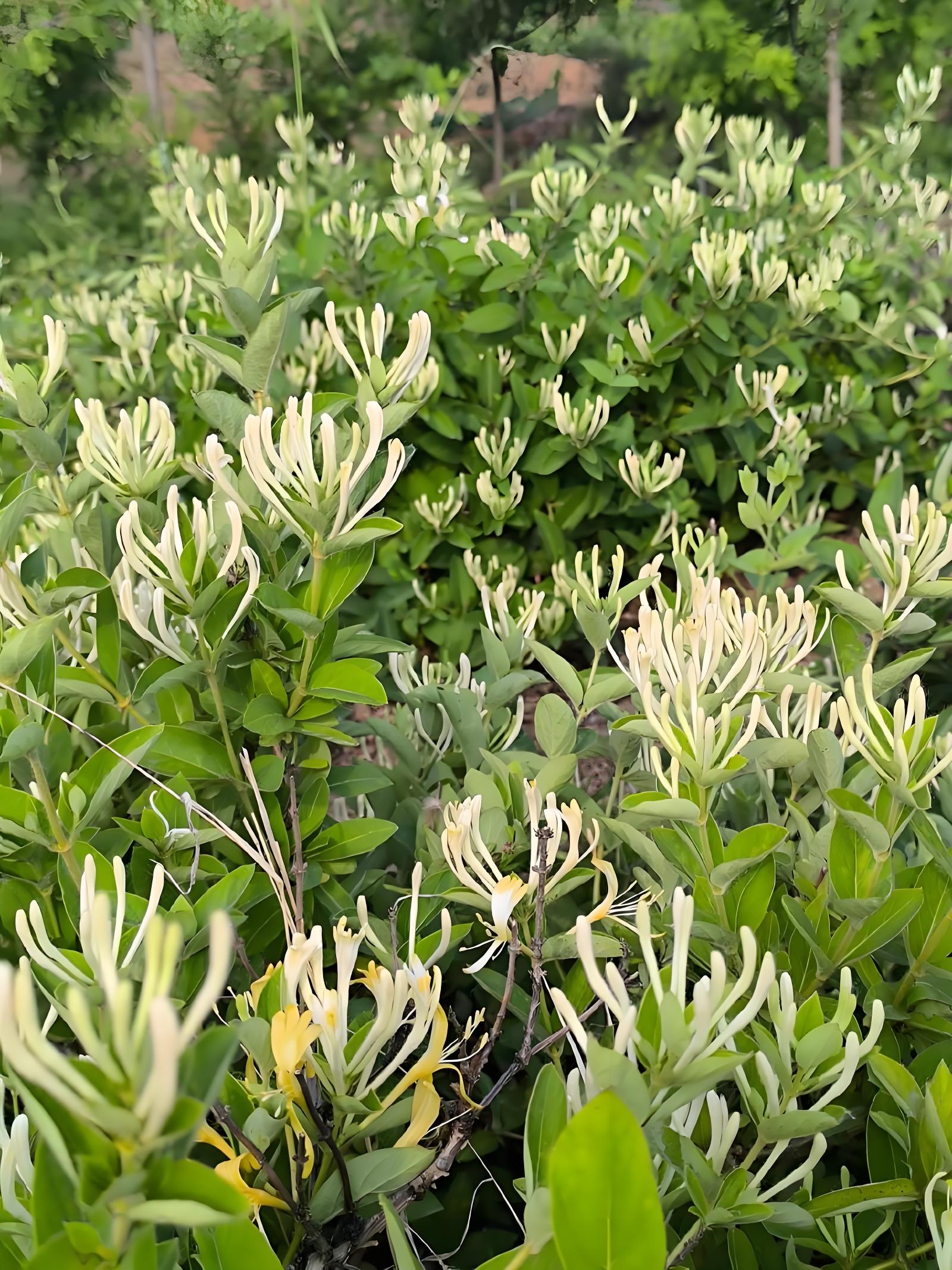 金银花什么时候种植时机最佳亼金银花什么季节种植