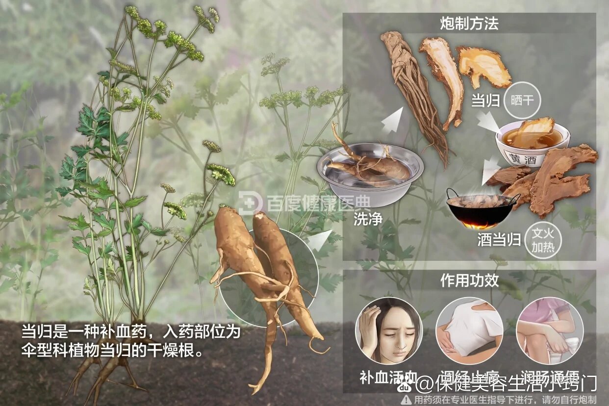 当归的功效与作用当归的功效与作用的功能