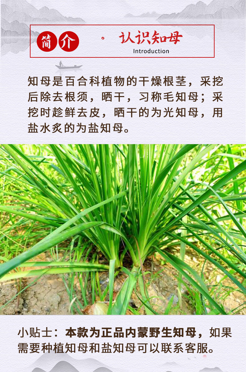 盐知母,盐知母的功效与作用主要治什么病症