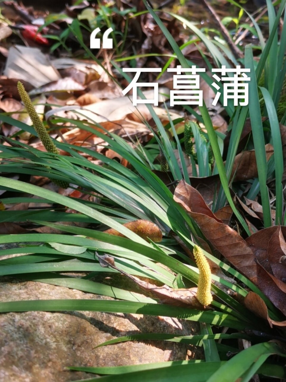 石菖蒲石菖蒲的功效与作用及禁忌症