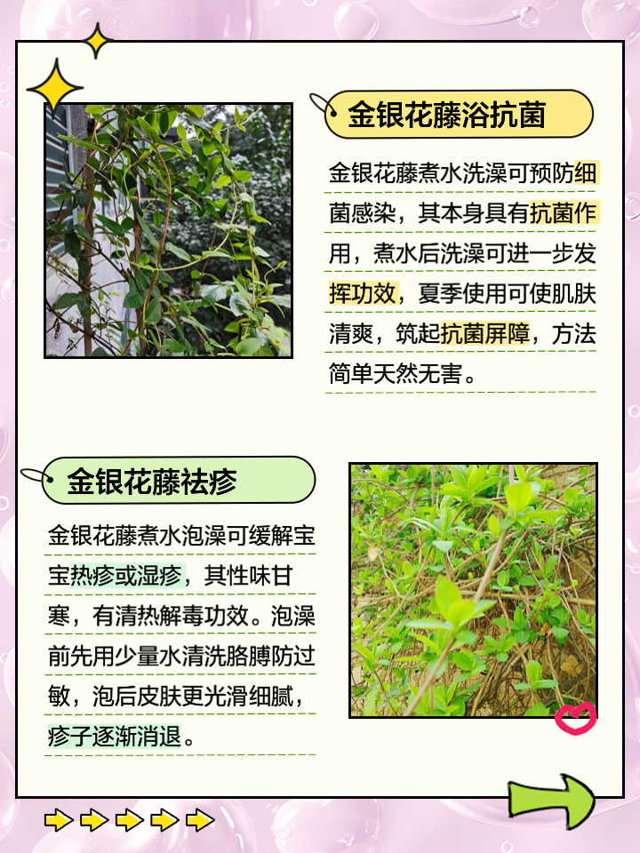 金银花的作用与功能主治,金银花的作用与功能主治是什么