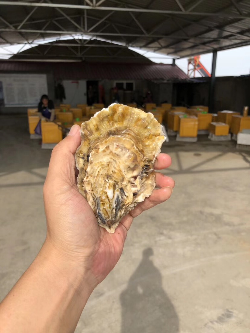 牡蛎怎么读牡蛎
