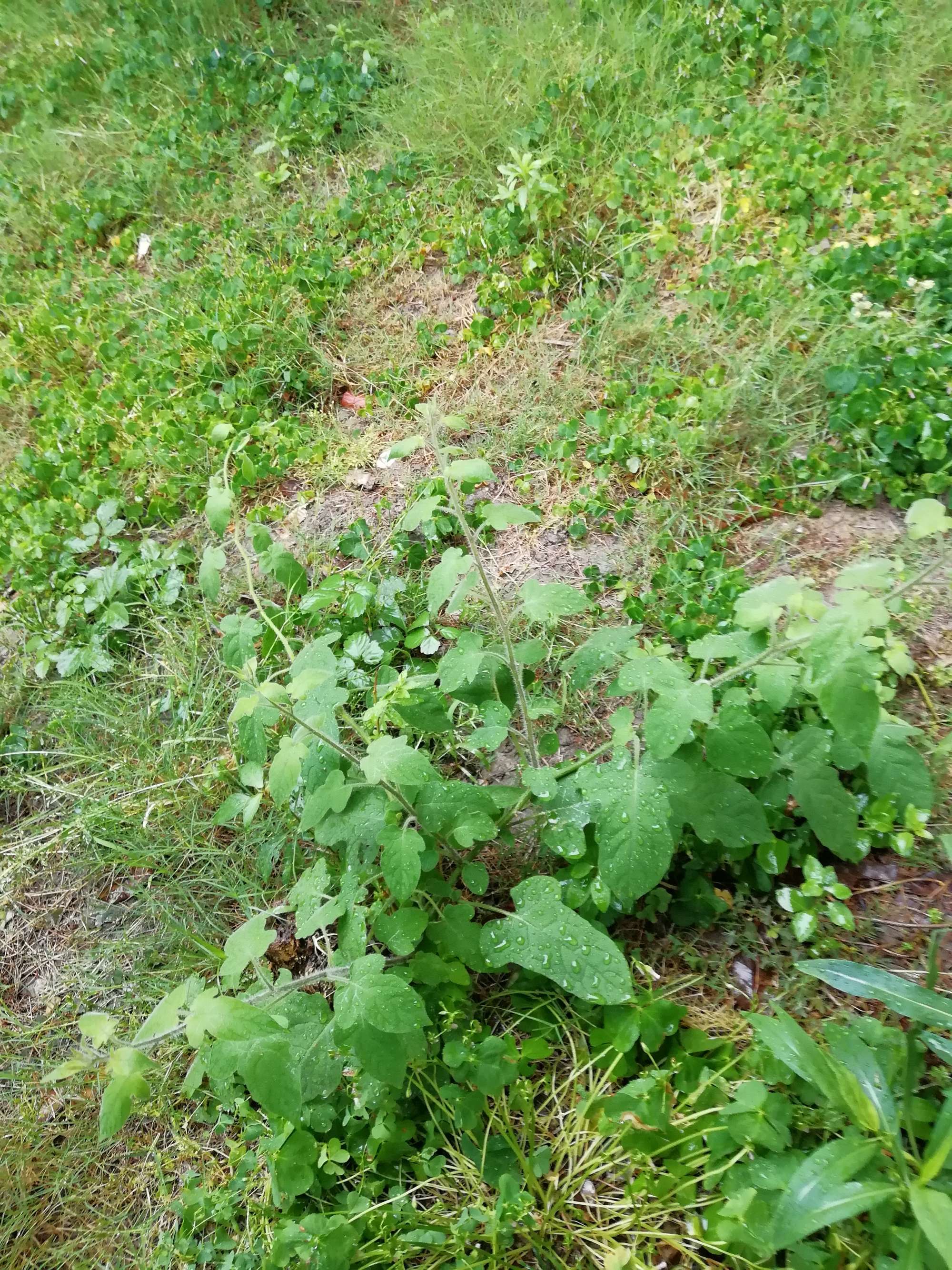 白英白英中药别名