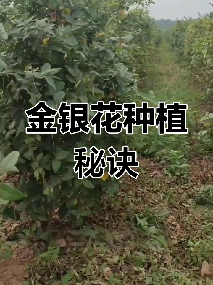 今年金银花最新价格今年金银花最新价格预测