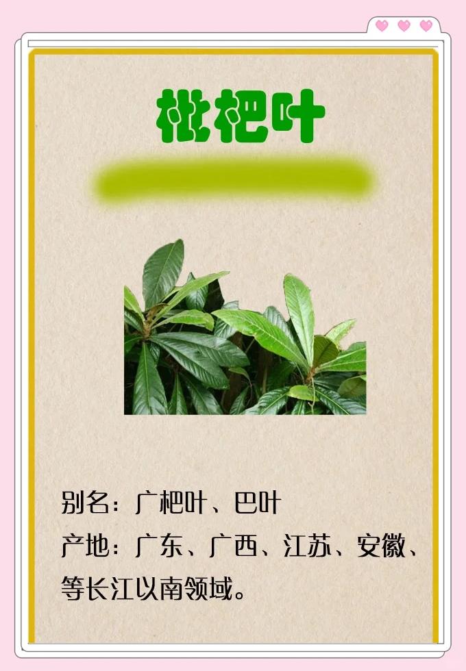 枇杷叶的功效与作用及食用方法枇杷叶的功效与作用