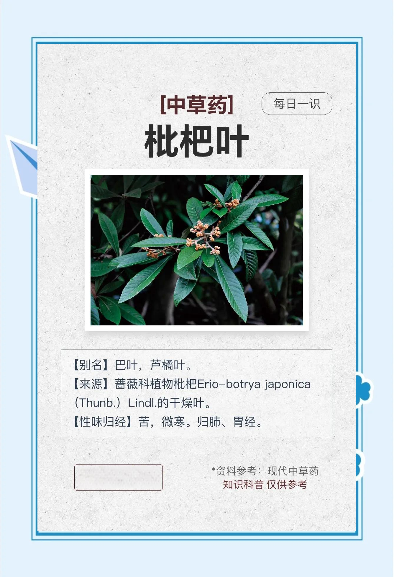 枇杷叶的功效与作用及食用方法枇杷叶的功效与作用