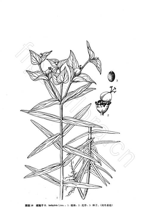 续随子功效与作用,续随子