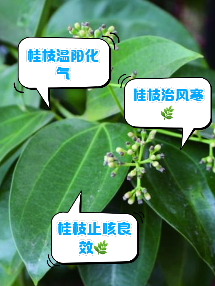 桂枝的功效和主治桂皮药用功效和作用