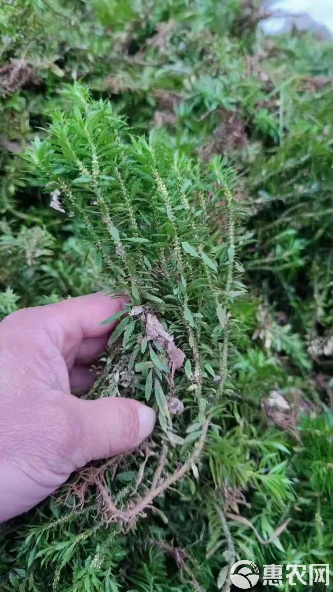 岩白菜一次吃几片岩白菜