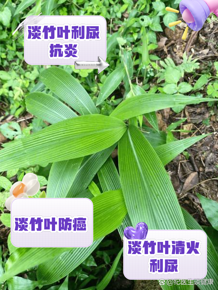 淡竹叶的功效灯芯麦冬淡竹叶的功效