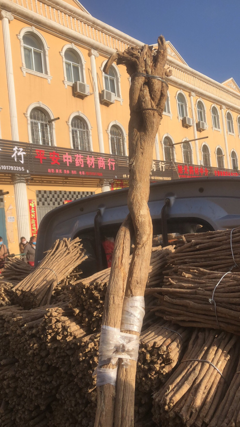 生黄芪,生黄芪图片
