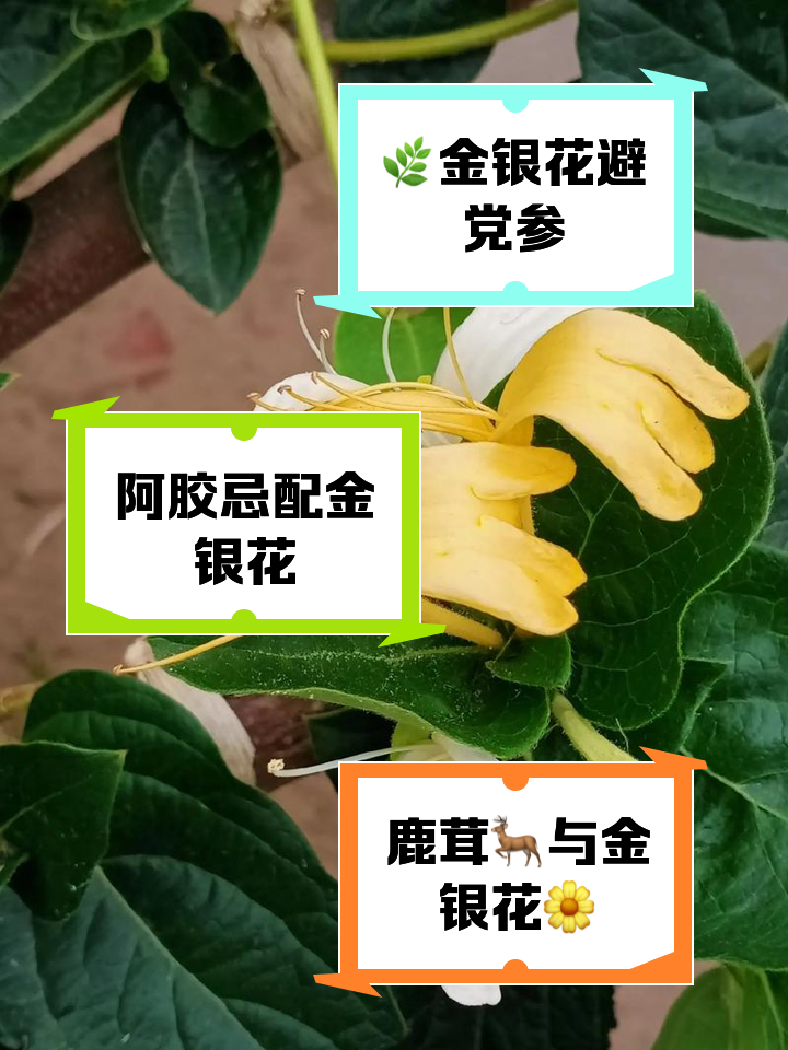 金银花的功效与作用禁忌与副作用有哪些,金银花作用功效效与作用