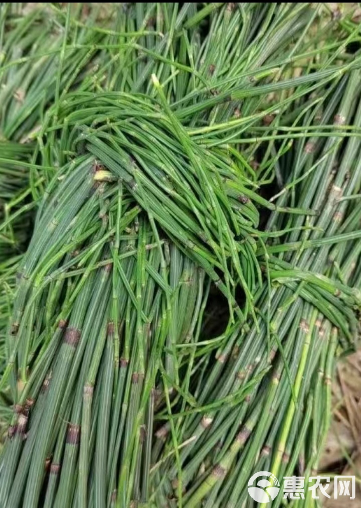 节节草下面有黄金是真的吗,节节草