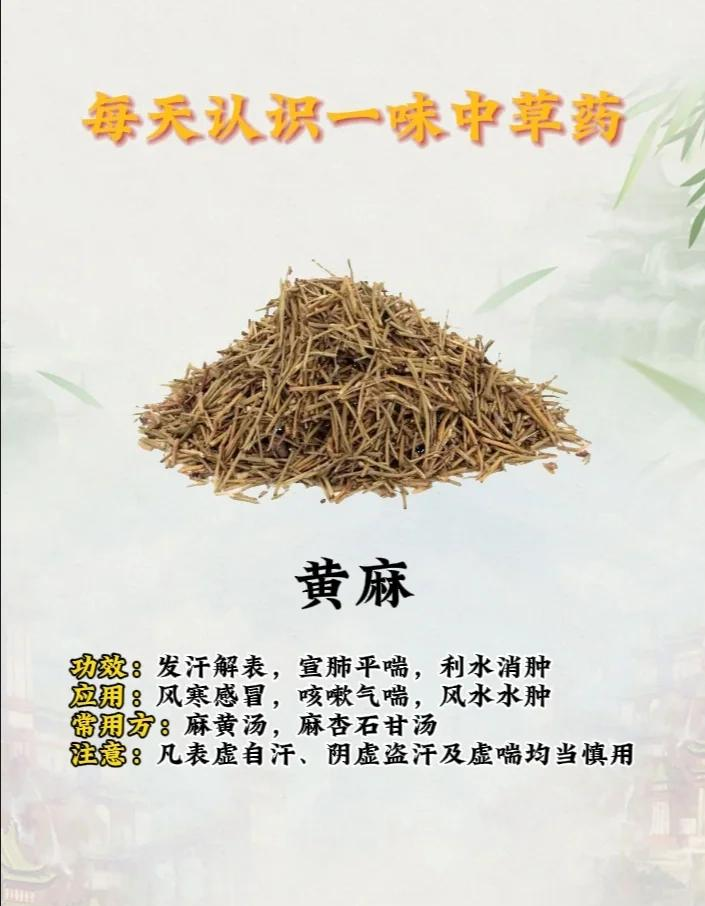 麻黄的功效与作用与主治,麻黄的功效与作用与主治现代药理学研究