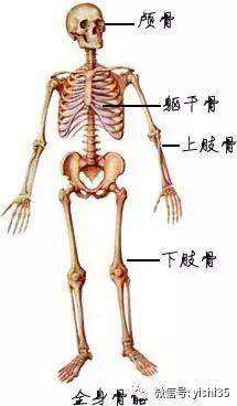 医学解剖创意绘画图片解剖图
