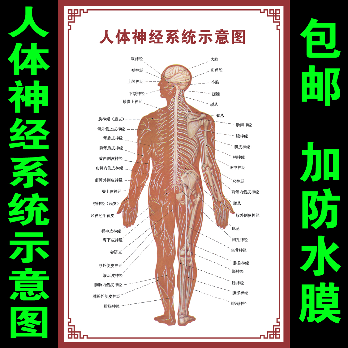 人体构造,人内脏结构图清晰版