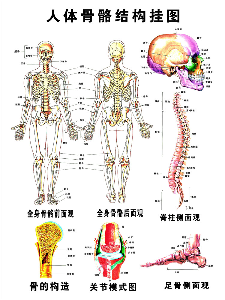 女性肚子小腹结构图,人体构造图