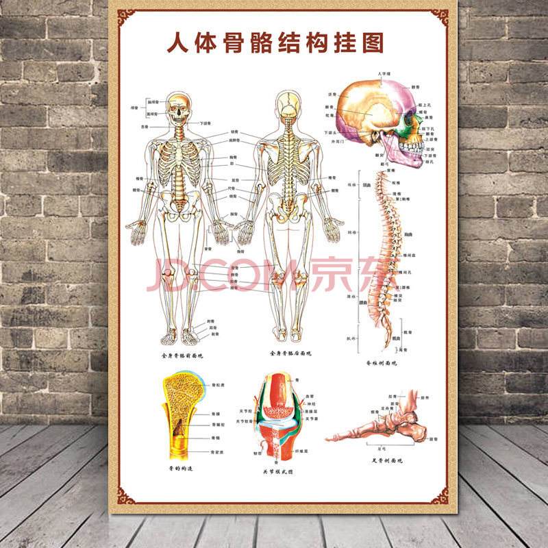 女性肚子小腹结构图,人体构造图