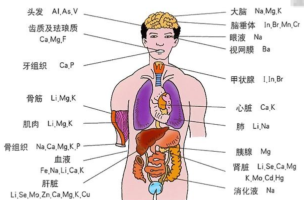 怎样判断是不是肝疼,器官位置