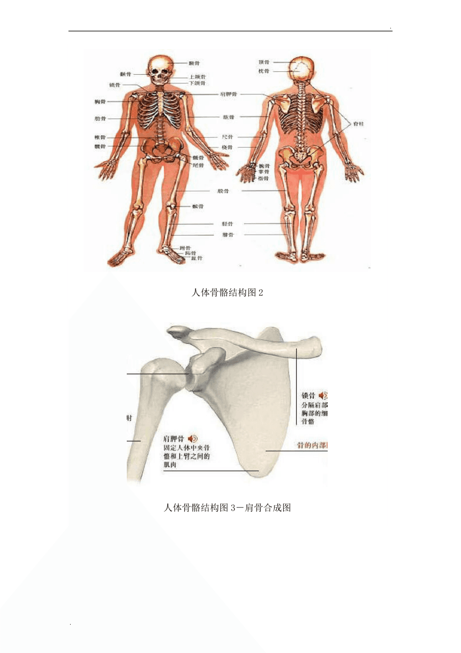 人体结构和功能,人体各个器官的位置
