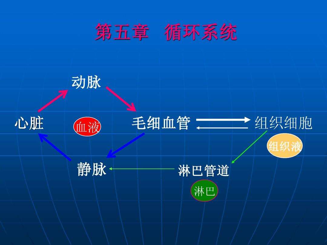 循环系统器官,心血管系统