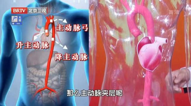 腹腔神经丛 腹腔神经丛