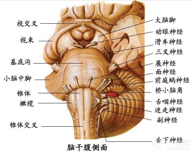 脑干脑干是什么病